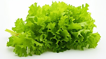 Fresh green lettuce harvested from an organic garden, perfect for salads and healthy meals