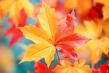 Wall Mural - Abstract autumn background, yellow-red maple leaf