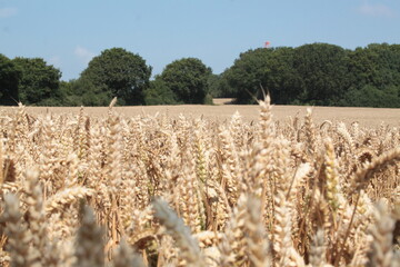 A golden wheat field stretches under a clear blue sky, with trees lining the horizon. The scene captures the essence of rural tranquillity and the beauty of nature during the harvest season.