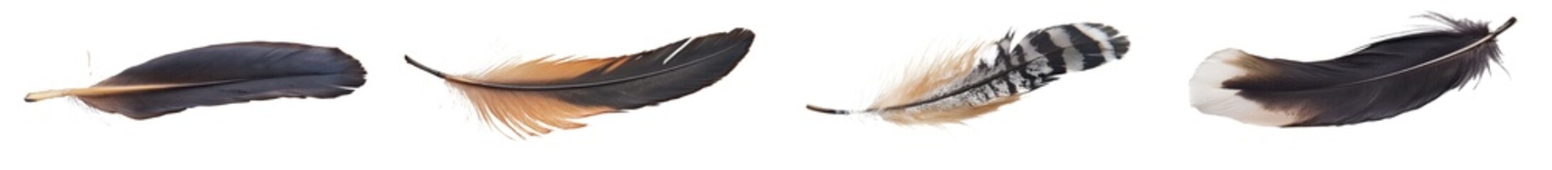 Poster - The feather of a hen is shown on a transparent background with a transparent background.