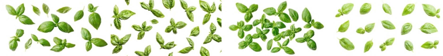 Poster - A collection of six leaves, twigs, tips, and a transparent background with subtle natural shadows over a top view or flat lay of the herbs.