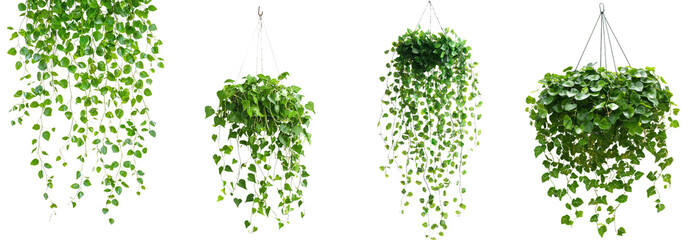 Poster - Decorative succulent leaves of the hanging vine plant Dischidia, an indoor houseplant, isolated on transparent background.