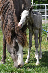 Mare and foal