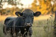 © StockUp - A curious black cow stands behind a barbed wire fence in a sunlit field, with tall grasses and trees softly blurred in the background.