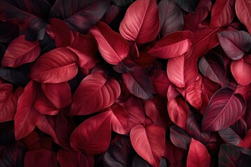 Wall Mural - Close-up of red leaves