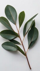 Wall Mural - Single eucalyptus leaf on a clean white background.