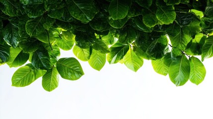 Vibrant green leaves frame a bright background, showcasing the beauty of nature. Ideal for themes of growth and freshness.