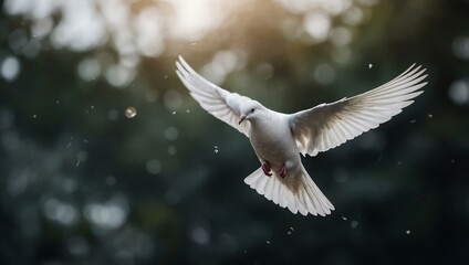 White dove in mid-flight, isolated on a transparent background for a serene effect.