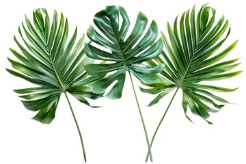 Poster - Three different types of tropical leaves arranged on a white background