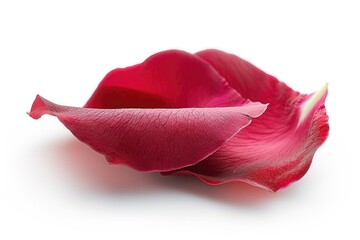 Poster - A close-up shot of a single flower on a white surface