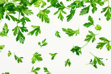 Sticker - Fresh parsley leaves arranged on a white surface