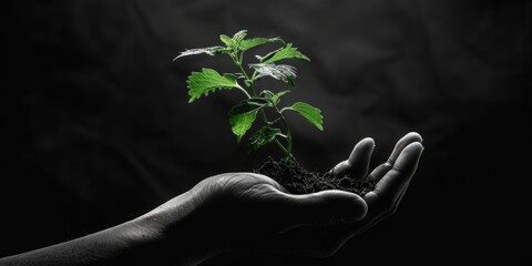 a person is shown holding a small plant in their hand, possibly for gardening or decoration