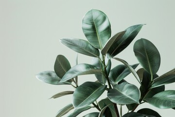 Poster - A detailed view of a plant's leaves and stem, ideal for using in scientific or educational content