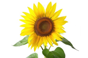 Aufkleber - A bright yellow sunflower sits on a clean white background, its green leaves and stem adding depth to the image