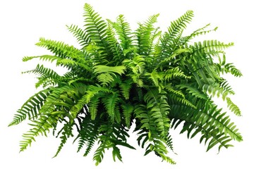 Poster - A close-up of a lush green fern bush growing on a plain white background