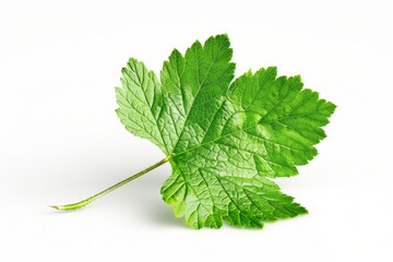 Poster - A single green leaf sits on a white background