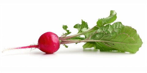Poster - Fresh radish with vibrant green leaves on a white background, great for food or nature photography