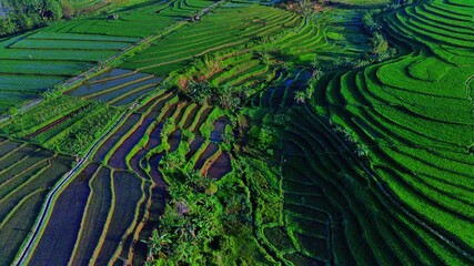 Wall Mural - Beautiful morning view indonesia. Panorama Landscape paddy fields with beauty color and sky natural light