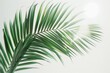 © Fotograf - A detailed view of a palm leaf against a plain white background, perfect for use in designs and arrangements