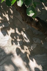 Sticker - A curious black and white cat sits beneath a tree, looking up at something