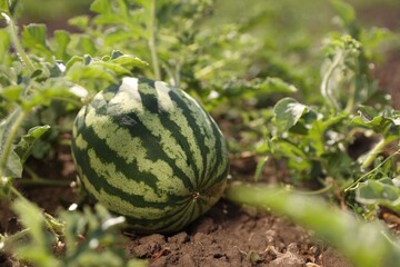 Ripe watermelon growing in field on sunny day, closeup