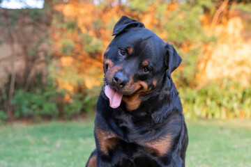 Close-up portrait of a pedigree Rottweiler in a front yard, smiling and looking adorable. Captures the dog’s playful and cute expression, showcasing its gentle side in a natural setting