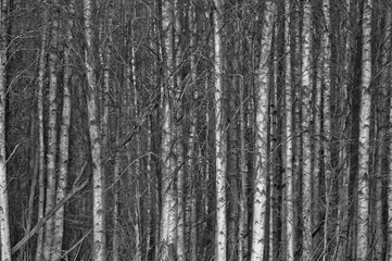 Wood texture in black and white