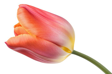 Beautiful close-up of a pink and orange tulip flower on a transparent background. showcasing delicate petals and vibrant colors.