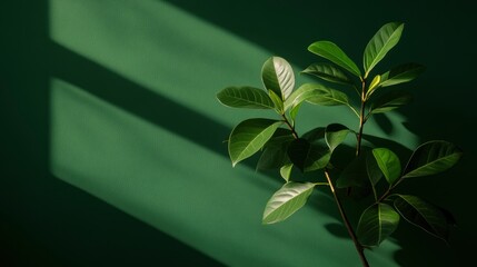 Canvas Print - Green Leaves with Sunbeams on a Green Wall