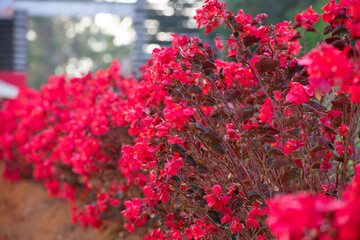 flowers in the park