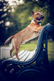 Fototapeta Koty - Portrait of a red bull terrier on a bench. English Bull Terrier.