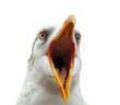 © YauheniyaA - The seagull opened its mouth wide, sticking out its tongue isolated on transparent background. Blank for meme, artwork
