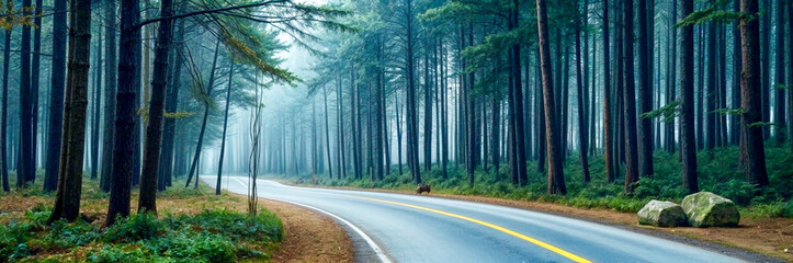 Wall Mural - road in the forest