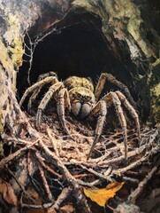 Oil painting depicting a spider in its nest showcasing intricate details of the web and the spider s natural habitat