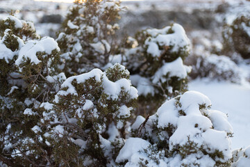 Desert sage covered in snow in Arches National Park