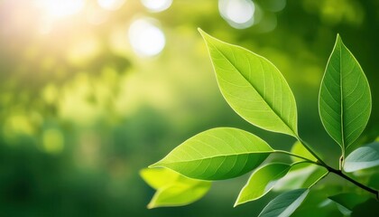 Aufkleber - Sunlit Green Leaves Close-Up: A Serene Nature Scene with Vibrant Foliage, Soft Focus Background, and Warm Natural Light in a Peaceful Forest Setting, Symbolizing Growth and Tranquility