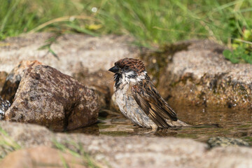 Tree sparrow bird standing in the shallow water of a natural looking bird bath