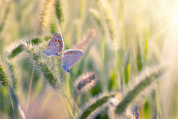 Photo of a cute butterfly in a wonderful habitat. Colorful nature background.