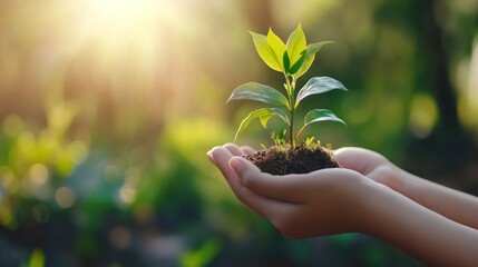 Poster - Hands Holding a Young Plant with Sunlight Shining Through the Leaves