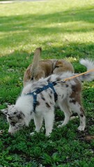 Wall Mural - Two dogs in a summer park walking on the green grass. A red-haired stray mutt and a young border collie puppy on a leash. Vertical 4k slow motion footage.