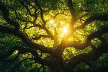 Poster - Interwoven branches of a massive tree stream sunlight through their complex structure, casting an ethereal glow and creating a tranquil scene in the verdant woods.