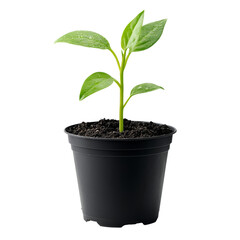 Wall Mural - Young green plant growing in a black pot indoors, transparent