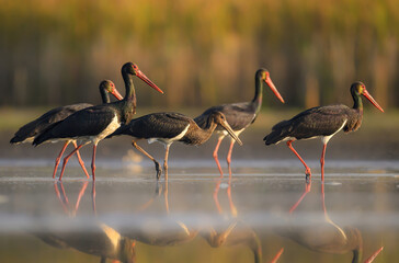 Wall Mural - black stork bird ( ciconia nigra )