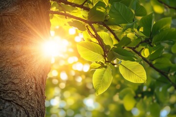 Poster - Sunlight beams shining on the green leaves and tree trunk. The image reflects the tranquility and beauty of nature while emphasizing the importance of environmental harmony.