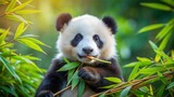 Adorable baby panda munching on bamboo in a lush green environment