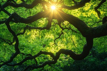 Aufkleber - Golden sunlight filters through dense green leaves of a tranquil forest, creating a serene and inspirational scene that signifies peace, growth, and the beauty of nature.