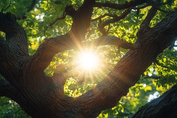Poster - Glistening sun beams penetrate through the intertwined branches of a tree, highlighting the vibrant green leaves and creating a picturesque, peaceful forest atmosphere.