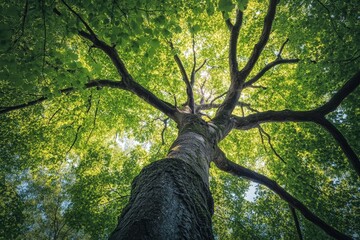 Poster - Under the tree, sunlight rays are captured beautifully as they break through the green leaves and branches, creating a mesmerizing natural scene.