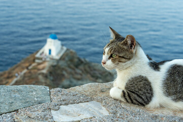 Cat in Sifnos Castle