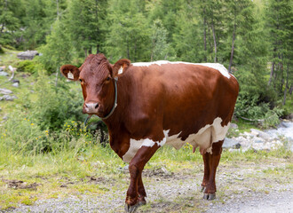 Pinzgauer cow in Alpine landscape